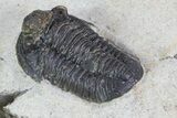 Gerastos Trilobite Fossil - Foum Zguid #69737-4